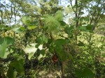 Triumfetta tomentosa
