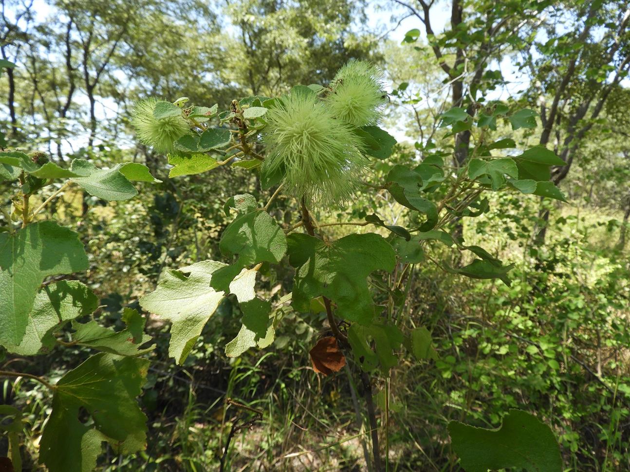 Triumfetta tomentosa