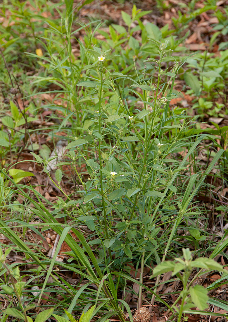 Sida alba