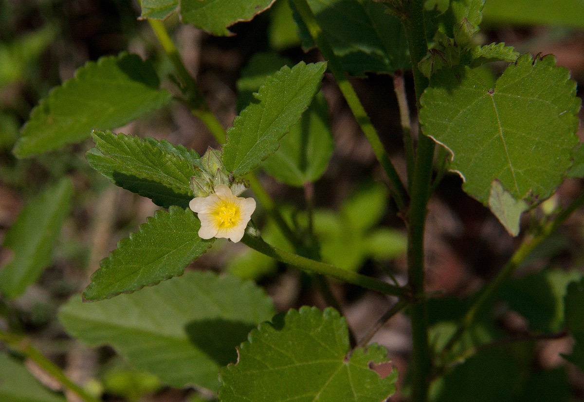 Sida alba