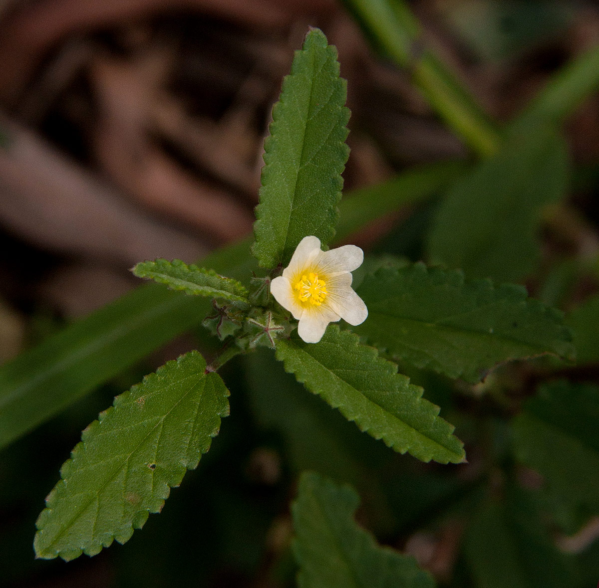 Sida alba