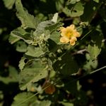 Sida ovata