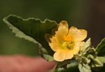 Sida ovata