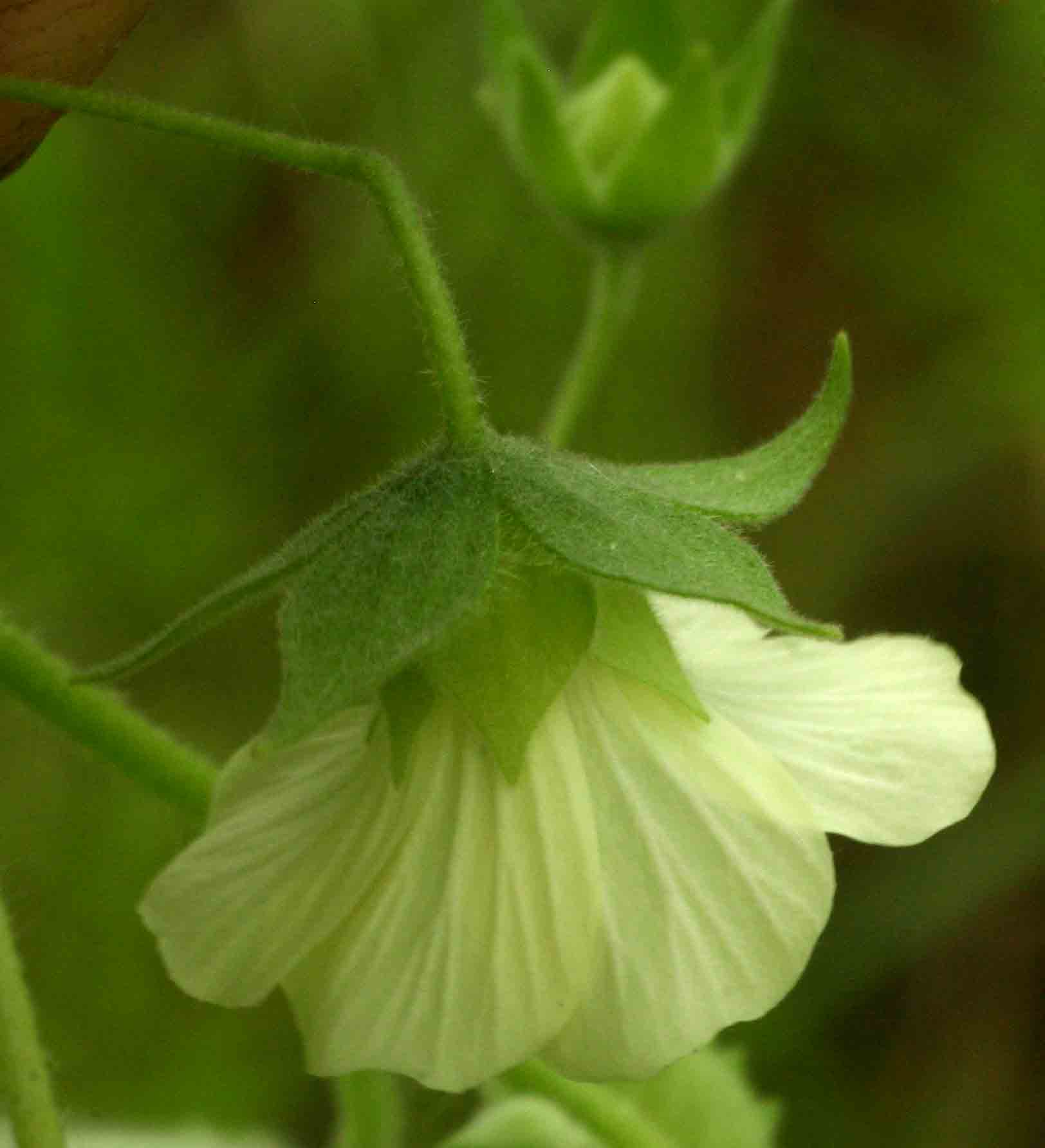 Pavonia burchellii