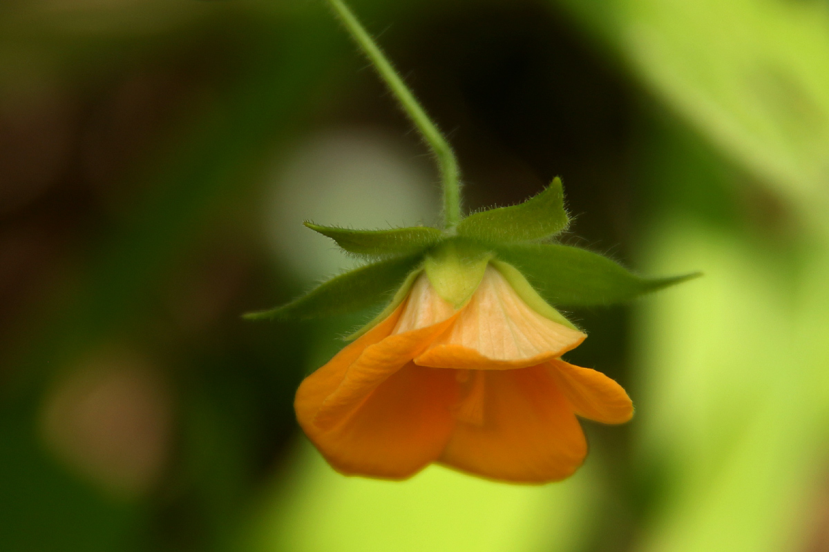 Pavonia burchellii