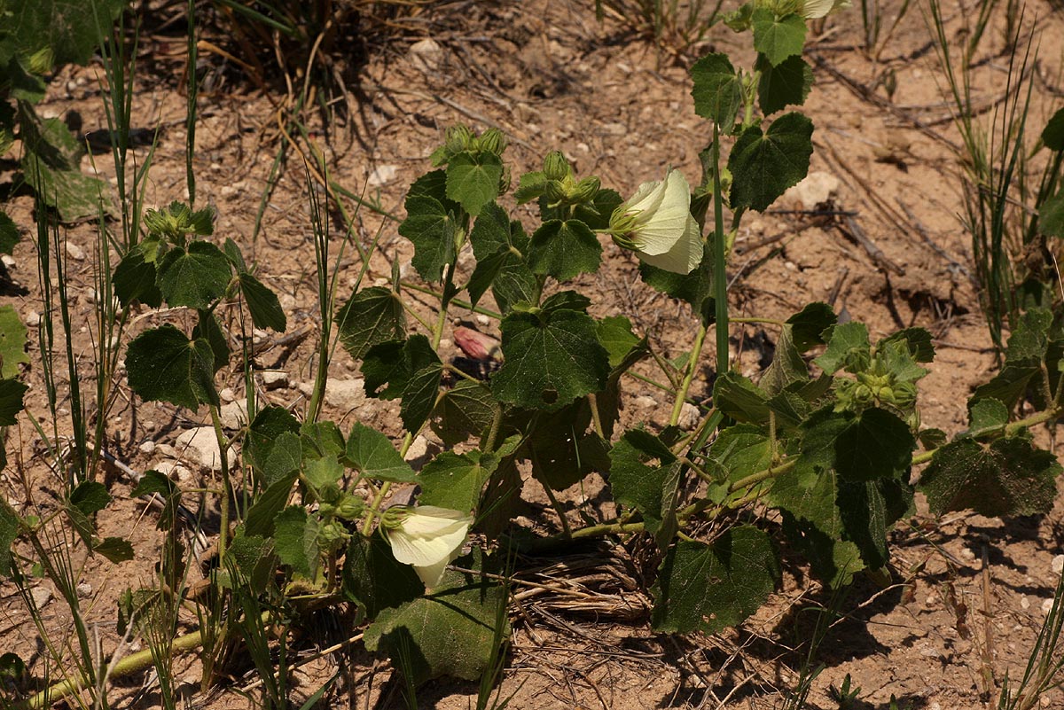 Pavonia senegalensis