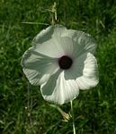 Hibiscus cannabinus