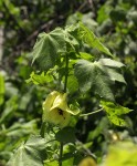 Hibiscus ludwigii