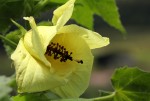 Hibiscus ludwigii