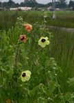 Hibiscus panduriformis