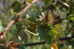 Hibiscus surattensis