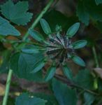 Hibiscus surattensis