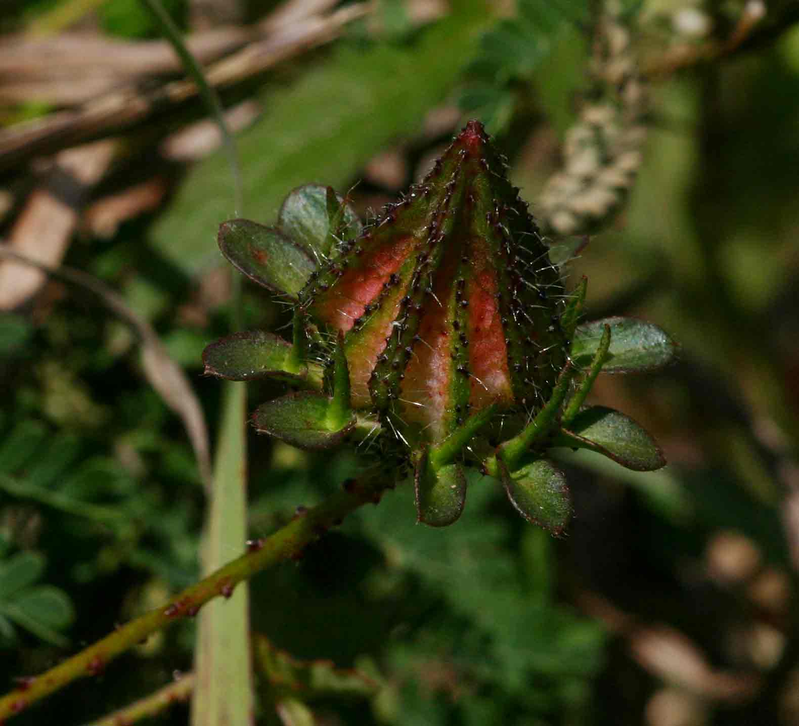 Hibiscus surattensis
