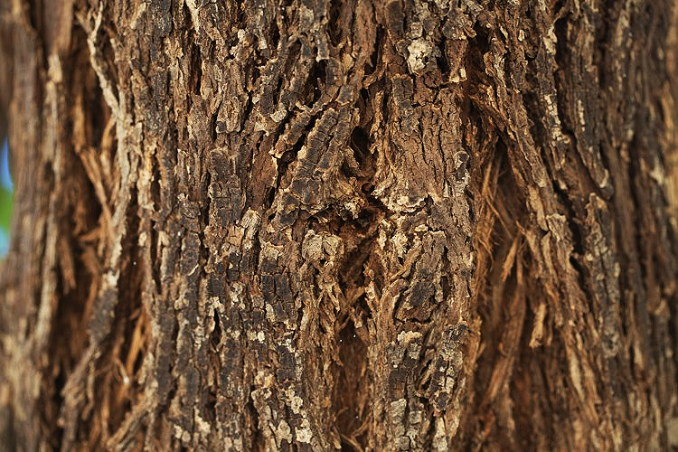 Thespesia garckeana