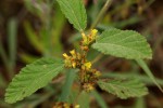 Waltheria indica