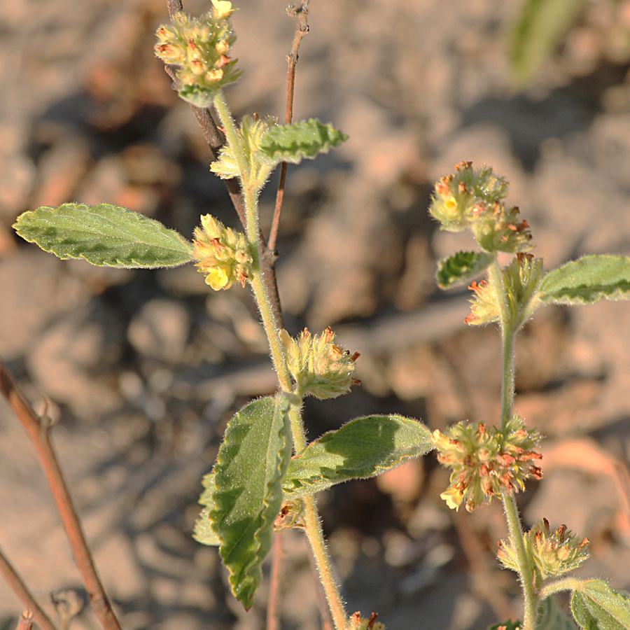 Waltheria indica