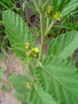 Waltheria indica