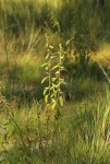 Waltheria indica