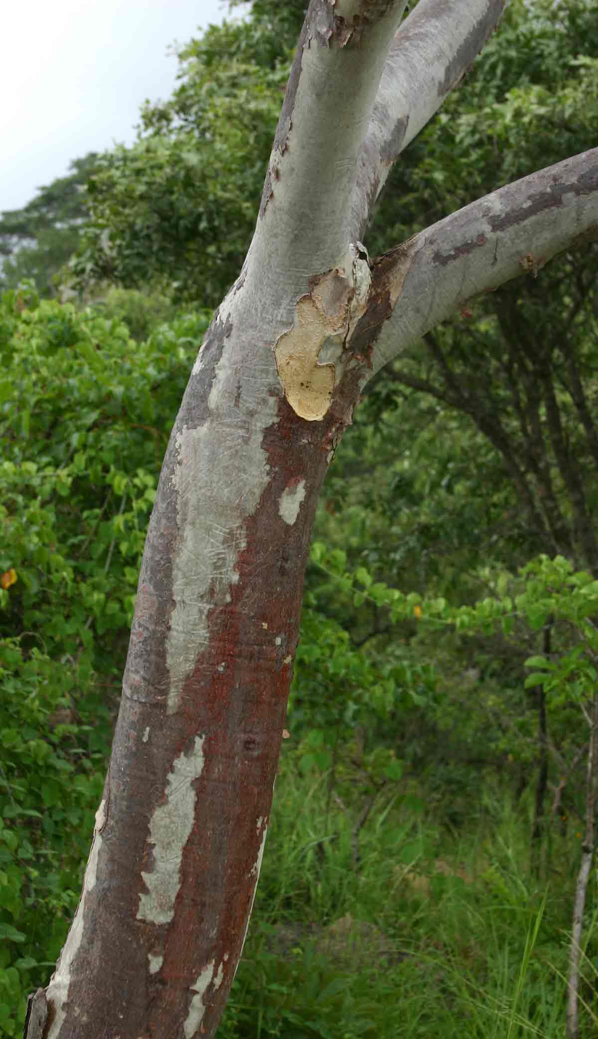 Sterculia quinqueloba