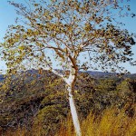 Sterculia quinqueloba