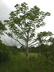 Sterculia quinqueloba