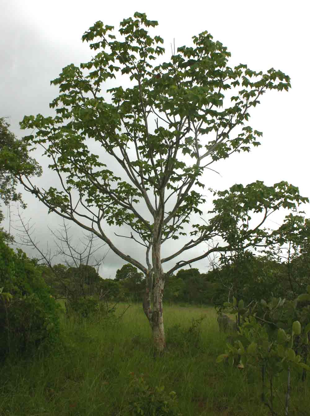 Sterculia quinqueloba