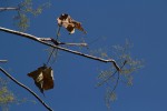Sterculia quinqueloba