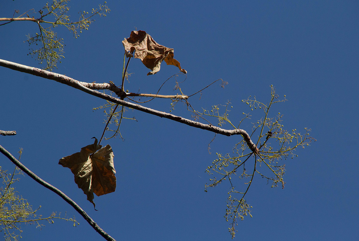 Sterculia quinqueloba