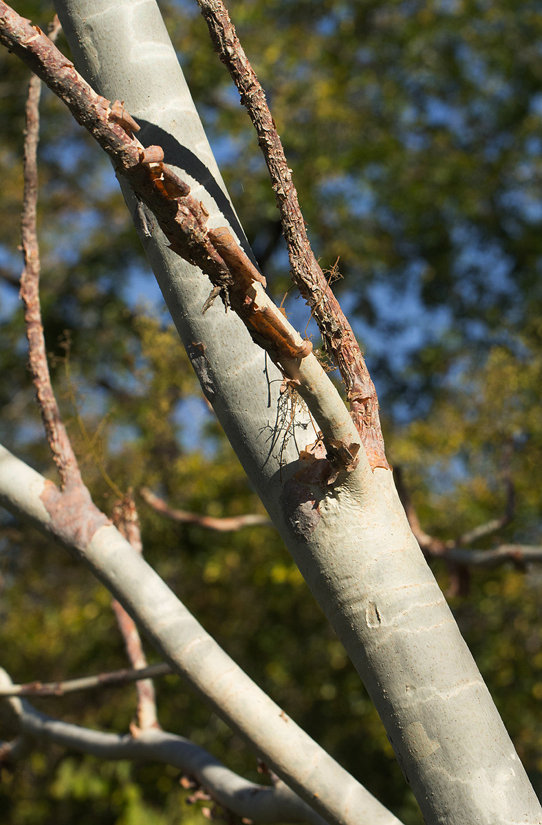 Sterculia quinqueloba