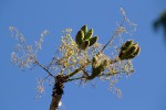 Sterculia quinqueloba