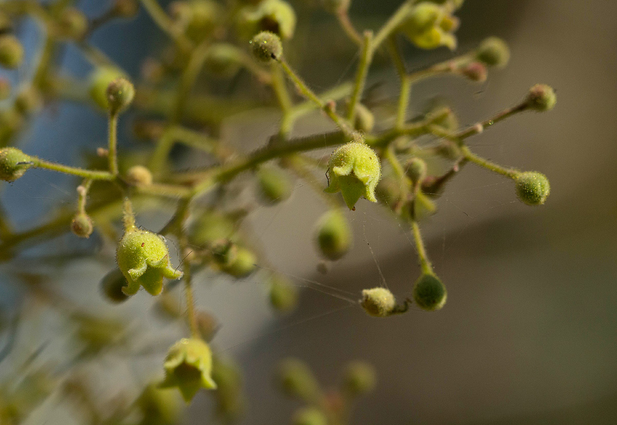 Sterculia quinqueloba