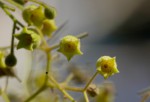 Sterculia quinqueloba