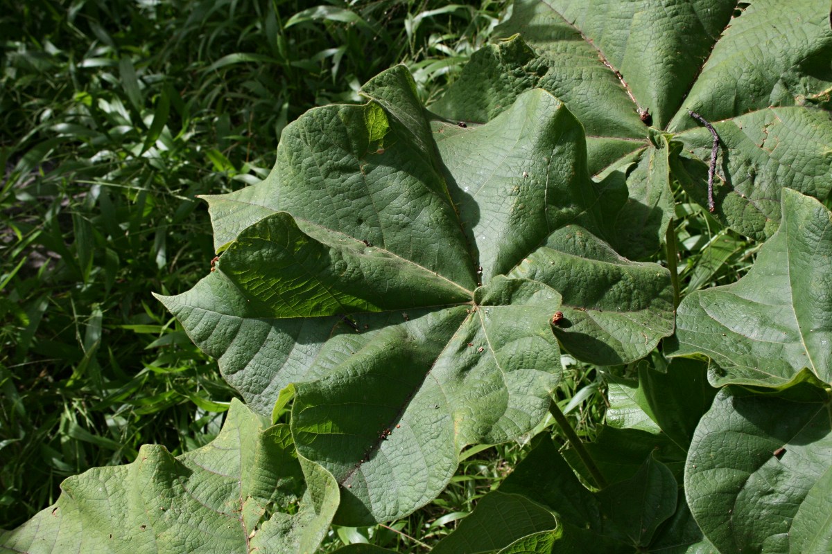 Sterculia quinqueloba