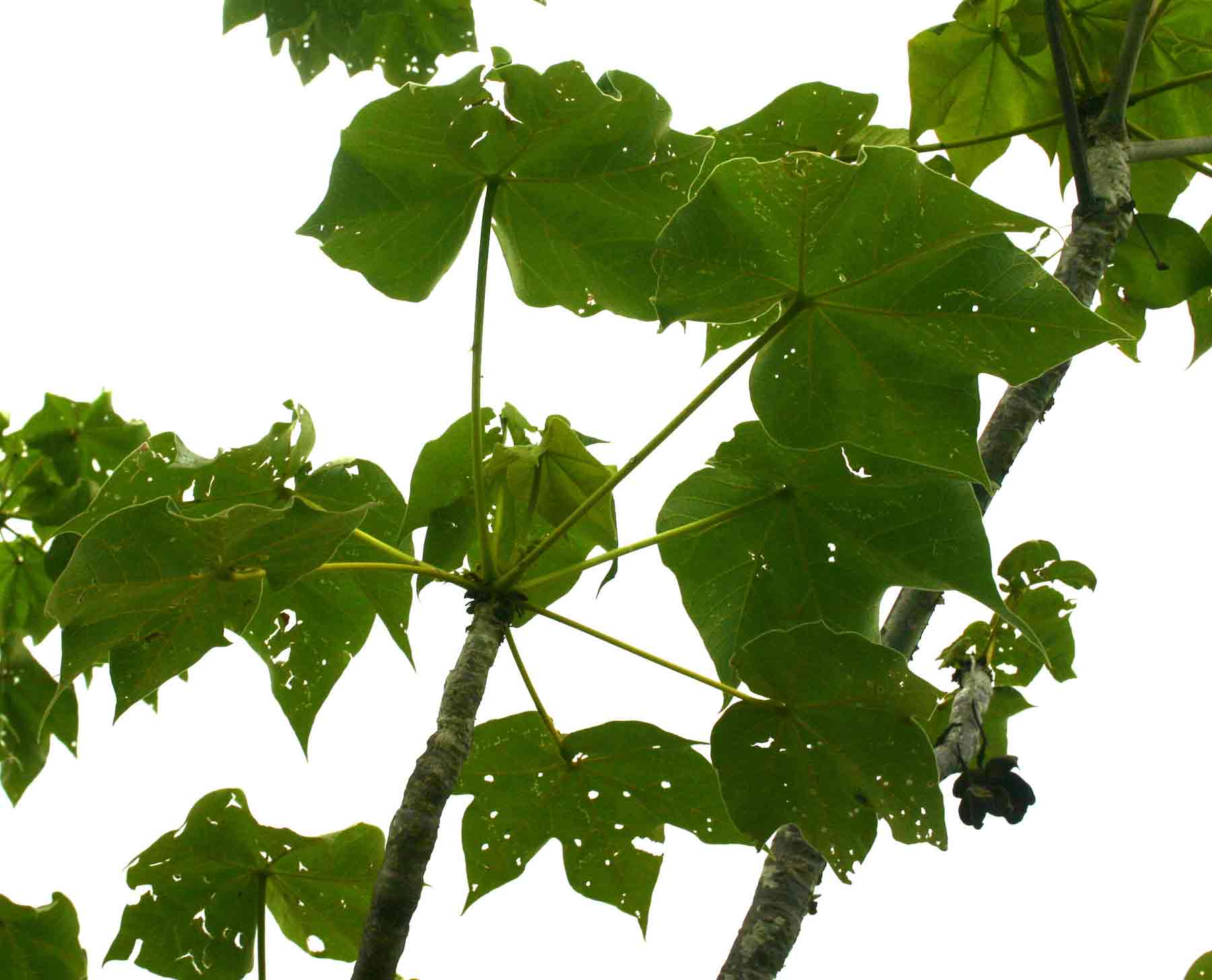 Sterculia quinqueloba