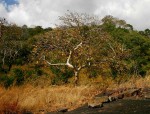 Sterculia quinqueloba