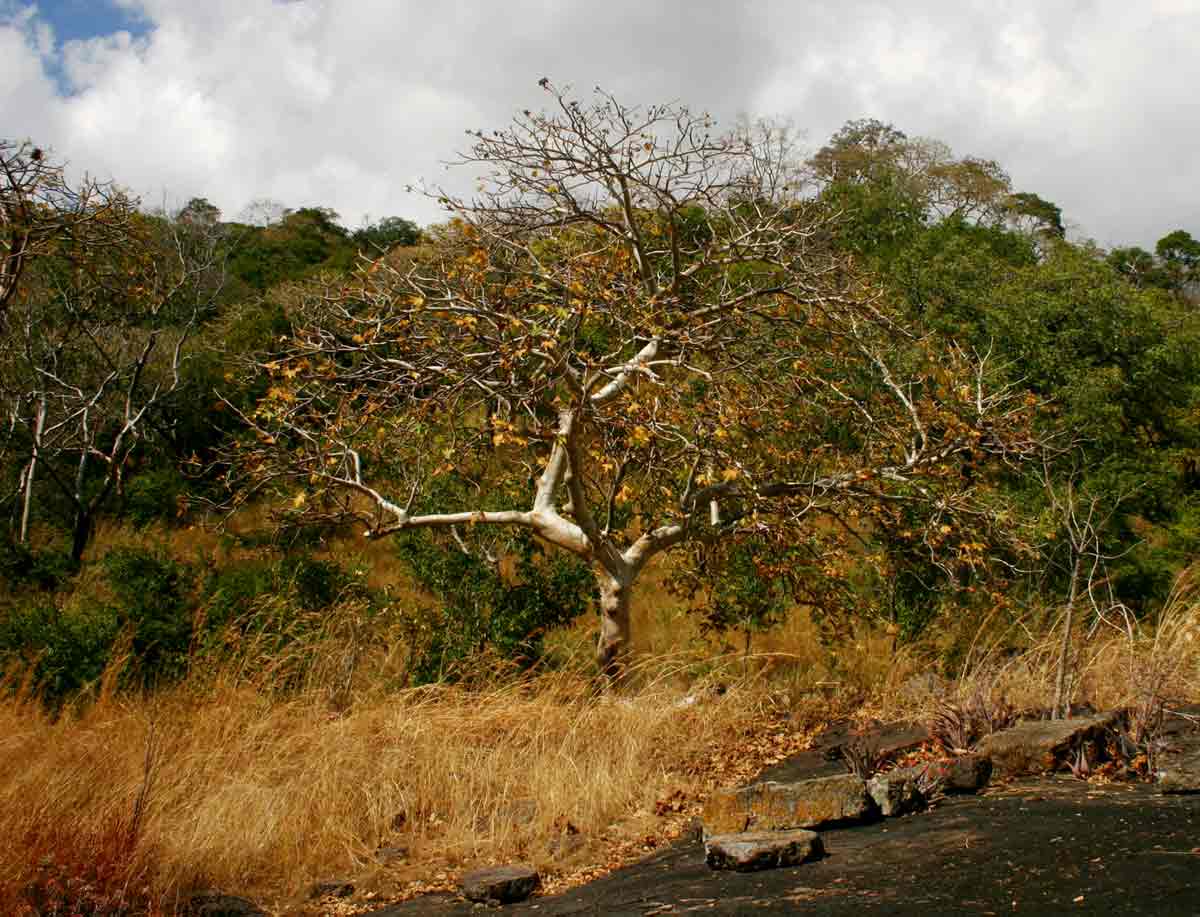 Sterculia quinqueloba