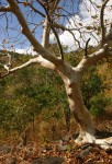 Sterculia quinqueloba