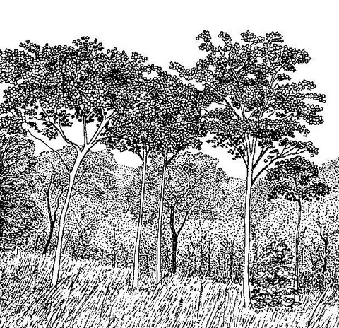 Sterculia quinqueloba