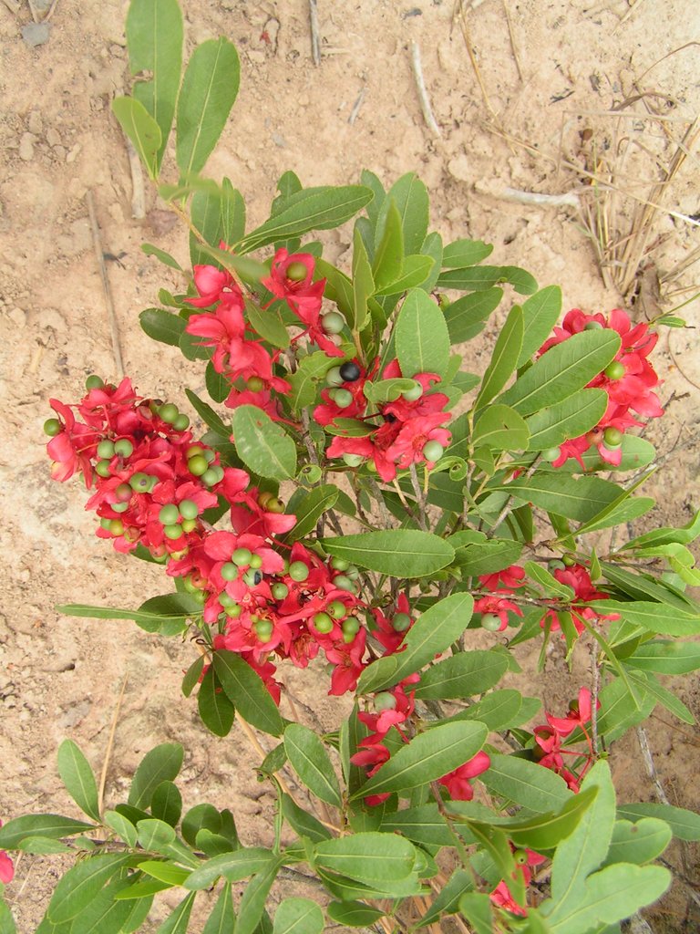 Ochna leptoclada