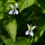 Viola abyssinica