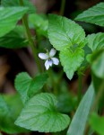 Viola abyssinica