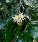 Rawsonia lucida