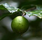 Rawsonia lucida