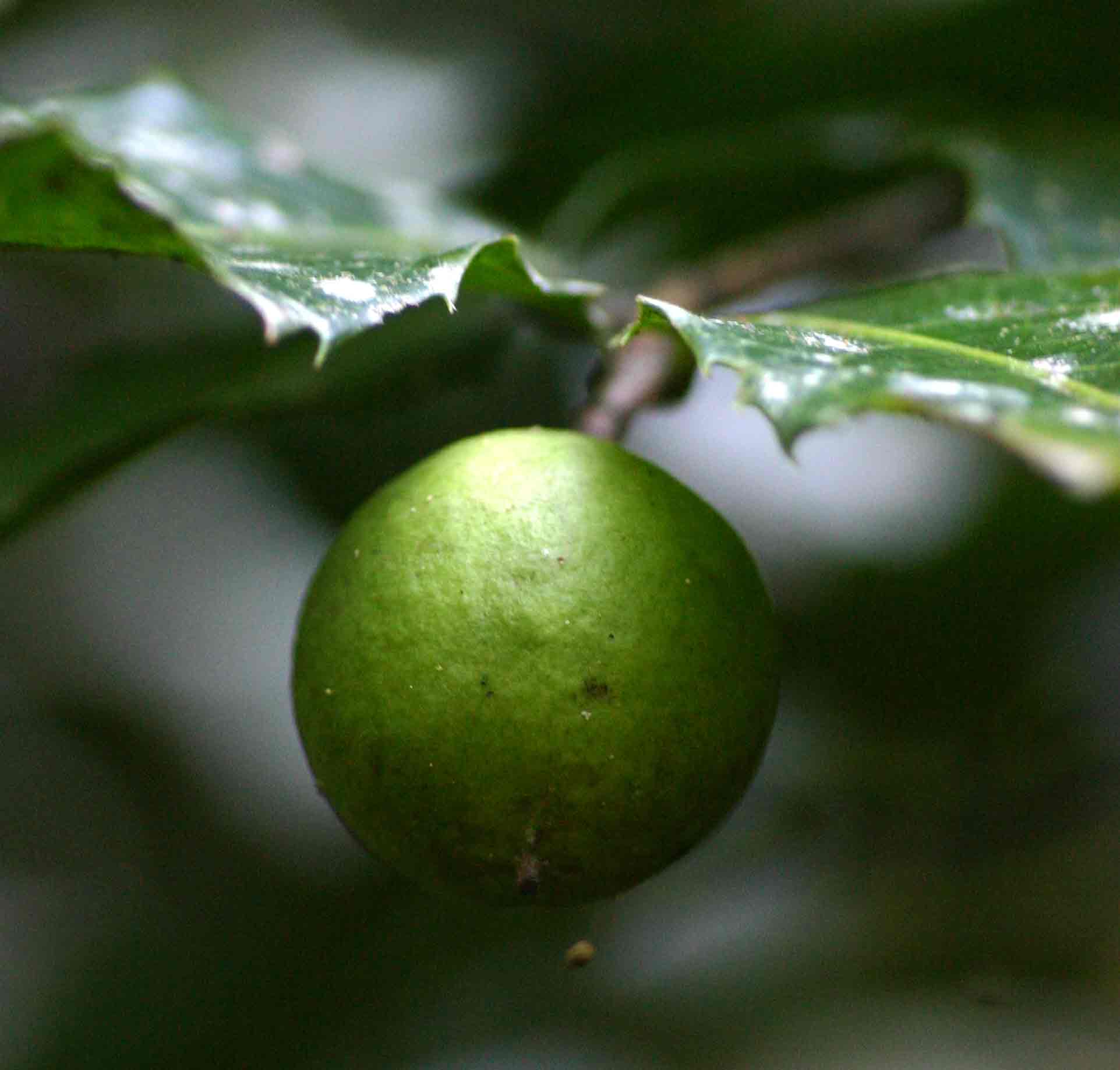 Rawsonia lucida