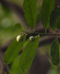 Rawsonia lucida