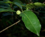 Rawsonia lucida