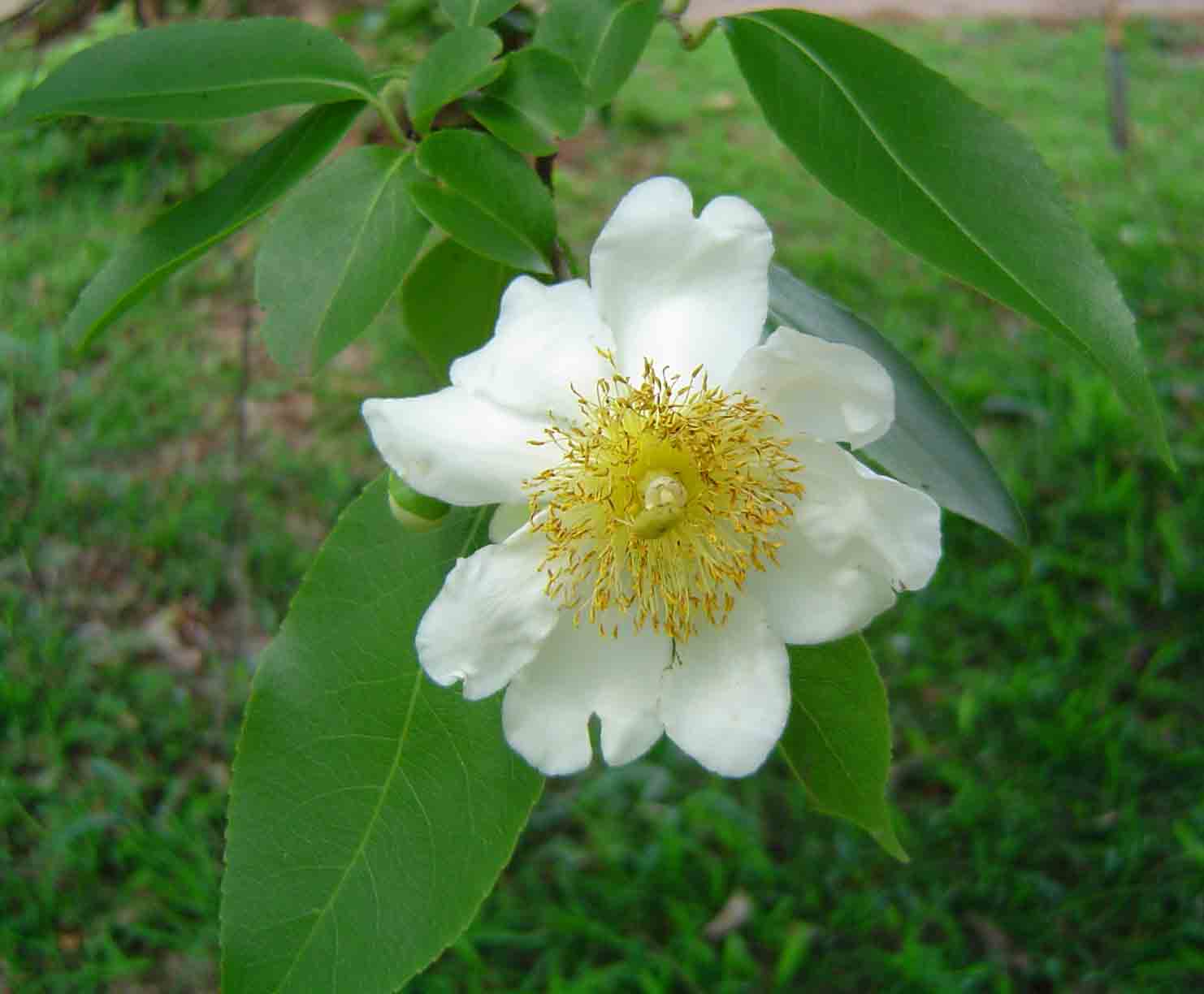 Oncoba spinosa
