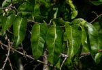 Oncoba spinosa