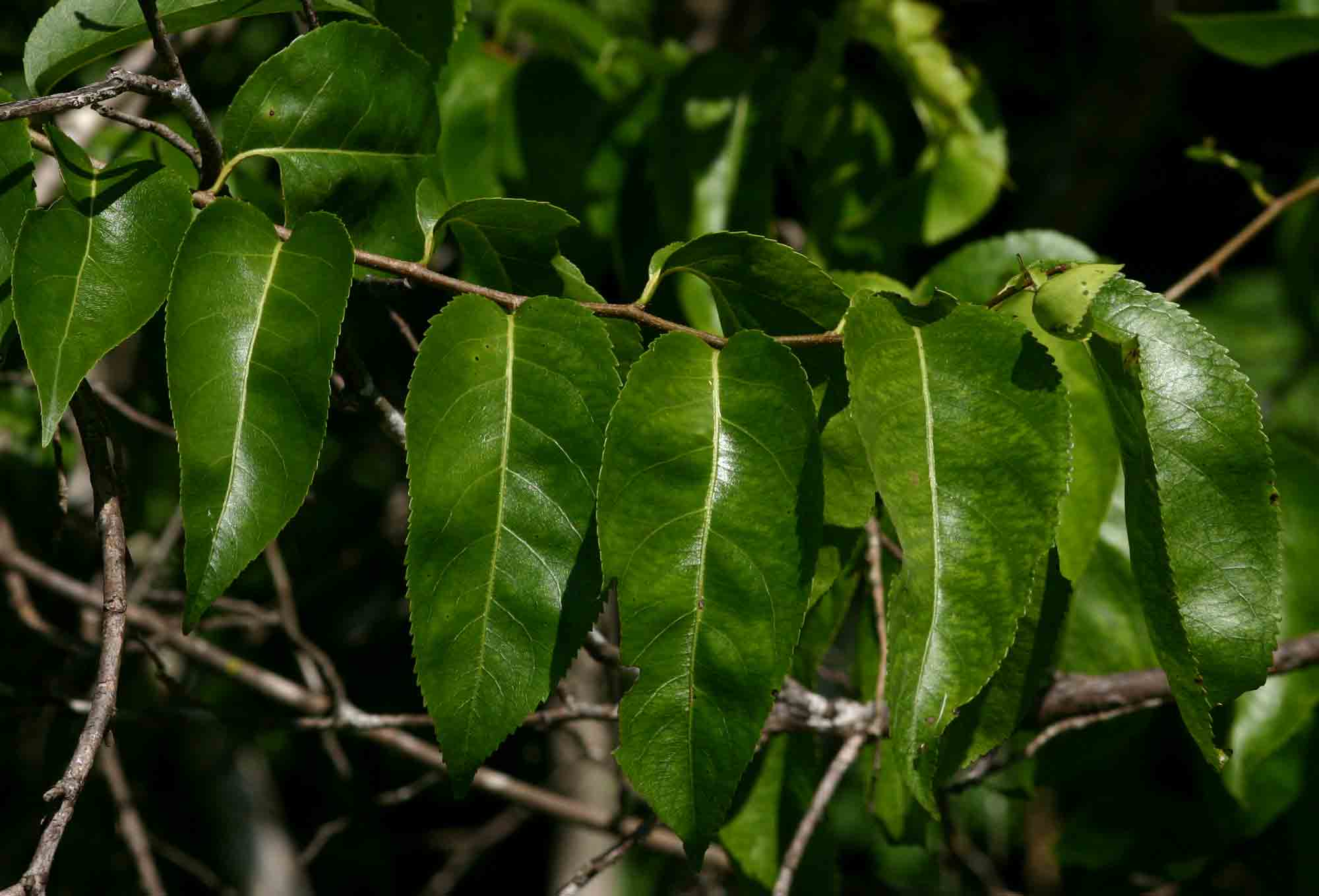 Oncoba spinosa