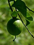 Oncoba spinosa